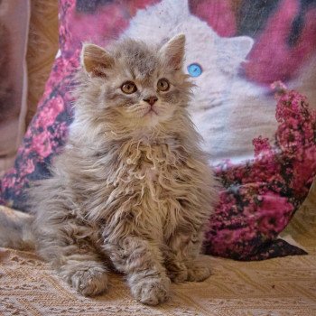 Azur Du Val de Brenne Mâle Selkirk Rex Longhair