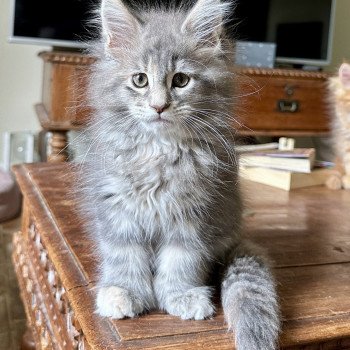 Montezuma Bay's Arwen PP Femelle Maine coon polydactyle
