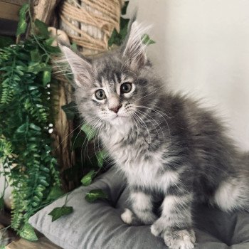 Montezuma Bay's Arwen PP Femelle Maine coon polydactyle