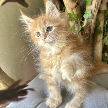 Montezuma Bay's Arielle Femelle Maine coon polydactyle