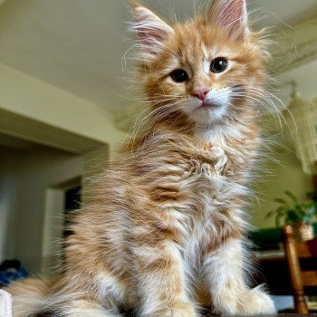 Montezuma Bay's Ariel Femelle Maine coon
