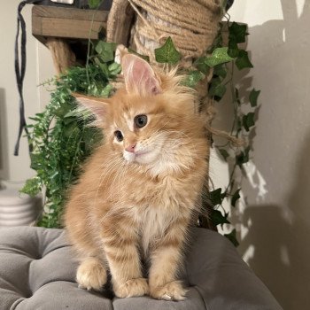 Montezuma Bay's Ariel Femelle Maine coon