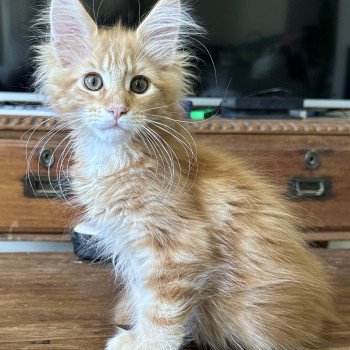 Montezuma Bay's Ariel Femelle Maine coon