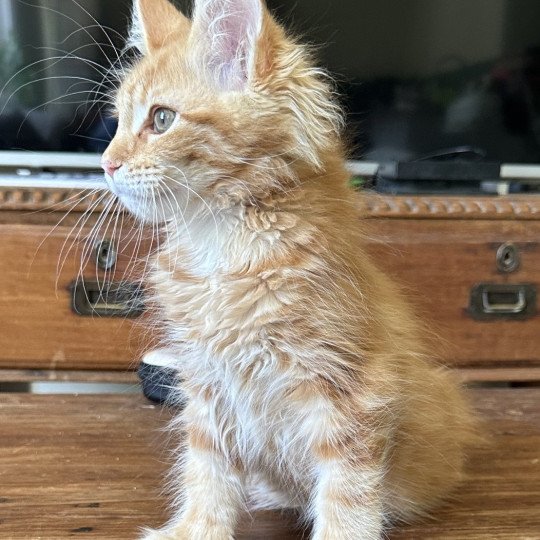 chaton Maine coon Ariel Chatterie Montezuma Bay  