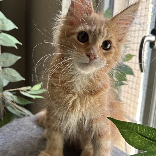 chaton Maine coon Ariel Chatterie Montezuma Bay  