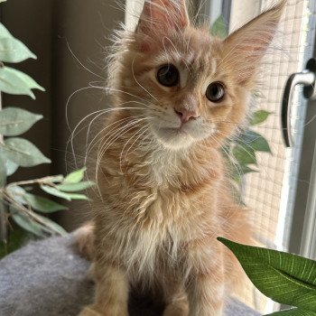 Montezuma Bay's Ariel Femelle Maine coon