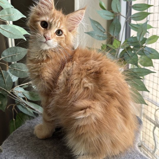 chaton Maine coon Ariel Chatterie Montezuma Bay  