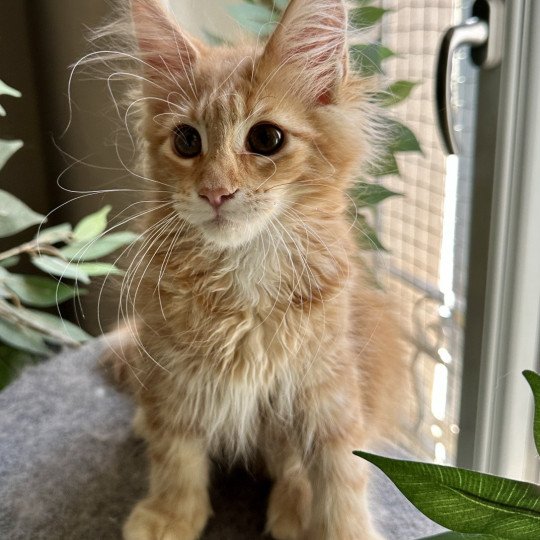 chaton Maine coon Ariel Chatterie Montezuma Bay  