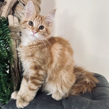 Montezuma Bay's Ariel Femelle Maine coon