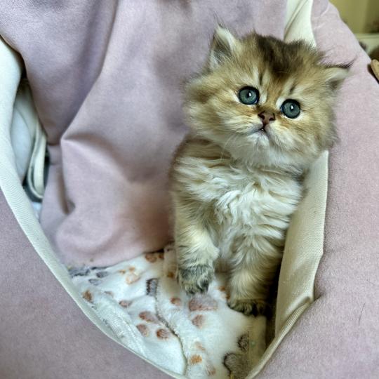 chaton British Longhair black golden shaded Chatterie Montezuma Bay black golden shaded