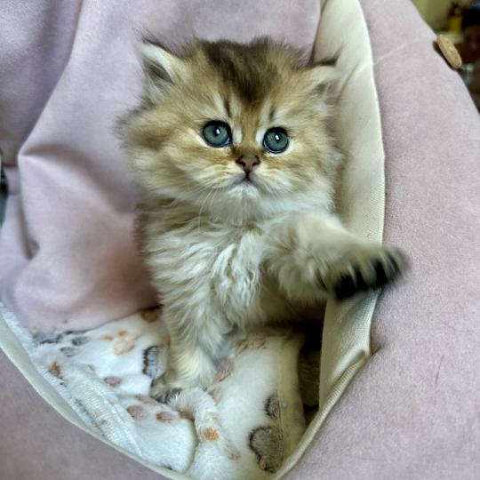 chaton British Longhair black golden shaded Chatterie Montezuma Bay black golden shaded