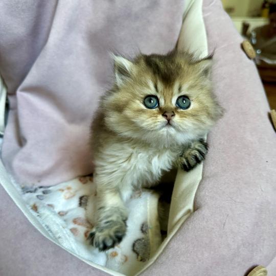 chaton British Longhair black golden shaded Chatterie Montezuma Bay black golden shaded