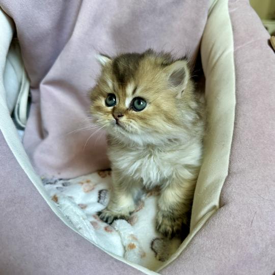 chaton British Longhair black golden shaded Chatterie Montezuma Bay black golden shaded