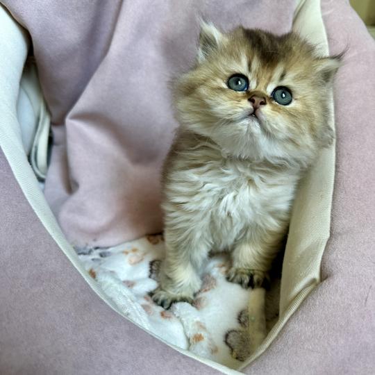 chaton British Longhair black golden shaded Chatterie Montezuma Bay black golden shaded