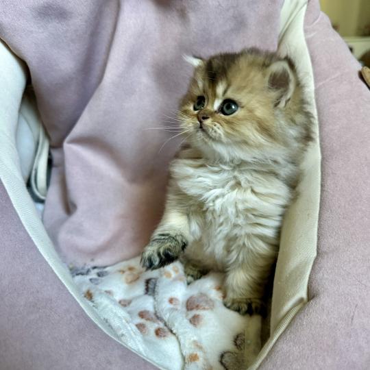 chaton British Longhair black golden shaded Chatterie Montezuma Bay black golden shaded