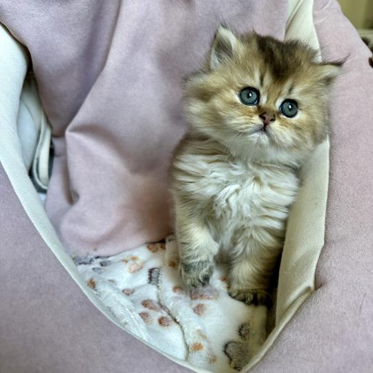 chaton British Longhair black golden shaded Chatterie Montezuma Bay black golden shaded