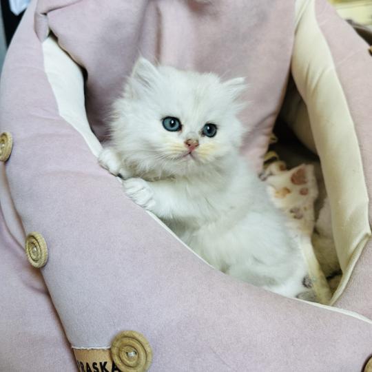 chaton British Longhair black silver shaded Bubble Chatterie Montezuma Bay black silver shaded