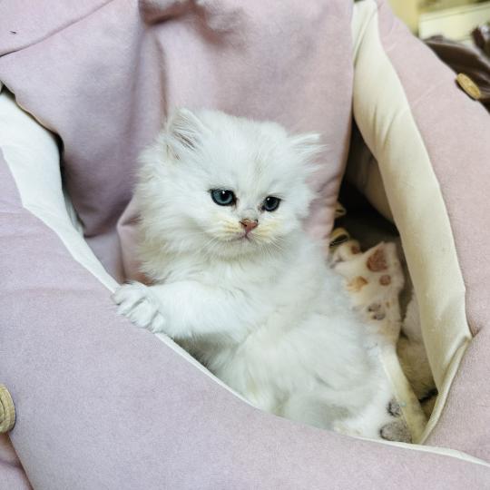 chaton British Longhair black silver shaded Bubble Chatterie Montezuma Bay black silver shaded