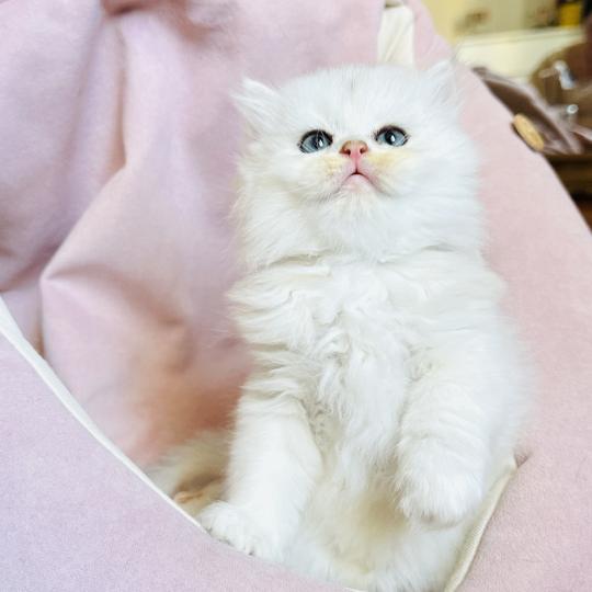 chaton British Longhair black silver shaded Bubble Chatterie Montezuma Bay black silver shaded