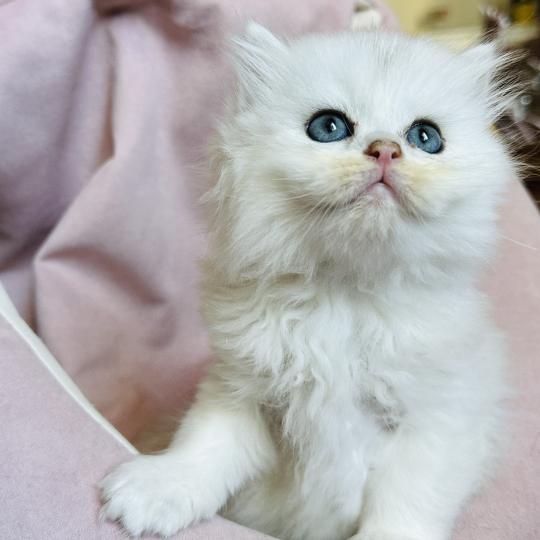 chaton British Longhair black silver shaded Bubble Chatterie Montezuma Bay black silver shaded