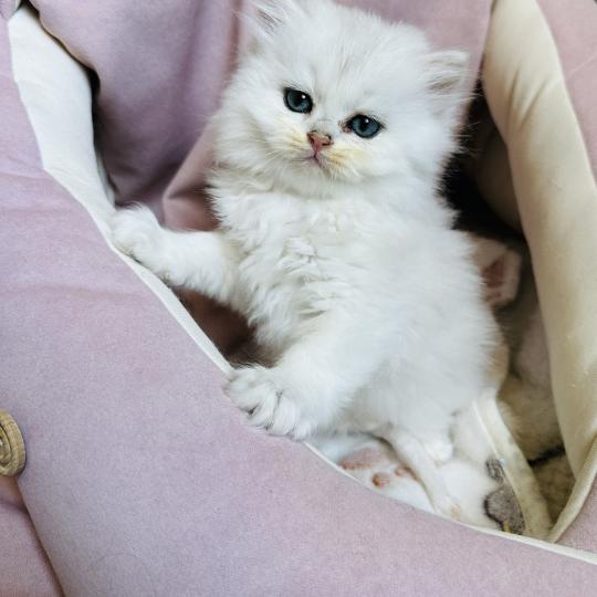 chaton British Longhair black silver shaded Bubble Chatterie Montezuma Bay black silver shaded