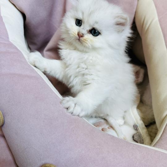 chaton British Longhair black silver shaded Bubble Chatterie Montezuma Bay black silver shaded