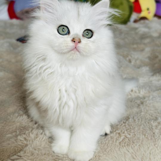 chaton British Longhair black silver shaded Bubble Chatterie Montezuma Bay black silver shaded