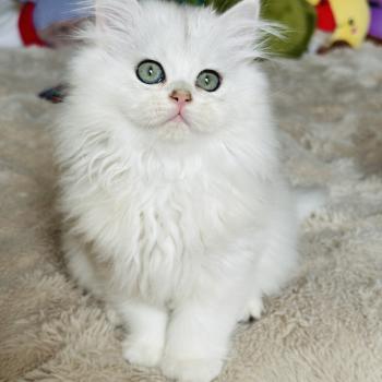 Montezuma Bay's Bubble Mâle British Longhair