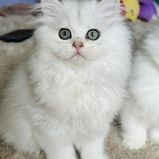 chaton British Longhair black silver shaded Bubble Chatterie Montezuma Bay black silver shaded