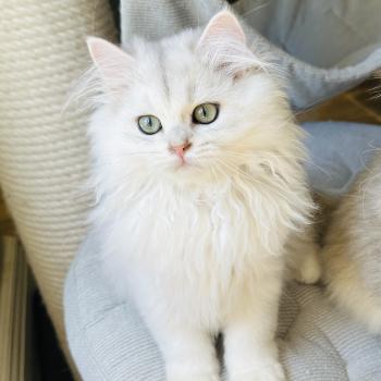 Montezuma Bay's Bubble Mâle British Longhair