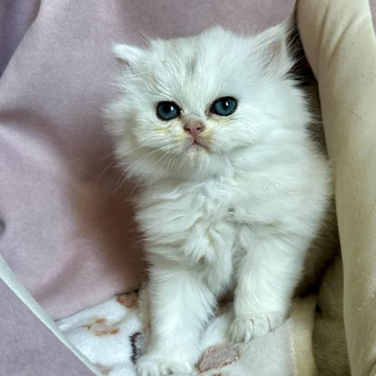 chaton British Longhair black silver shaded Chatterie Montezuma Bay black silver shaded