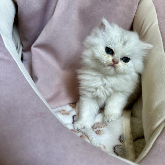 chaton British Longhair black silver shaded Chatterie Montezuma Bay black silver shaded