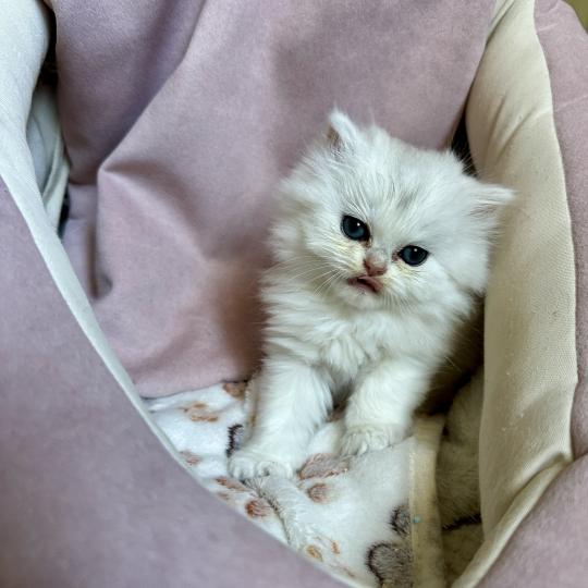 chaton British Longhair black silver shaded Chatterie Montezuma Bay black silver shaded