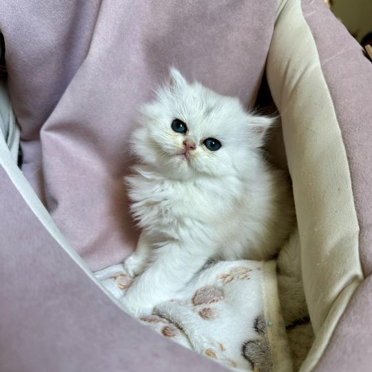 chaton British Longhair black silver shaded Chatterie Montezuma Bay black silver shaded