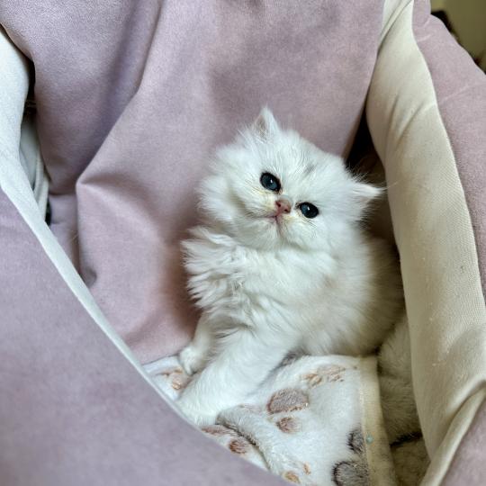 chaton British Longhair black silver shaded Chatterie Montezuma Bay black silver shaded