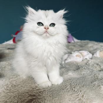 Montezuma Bay's Booh Mâle British Longhair