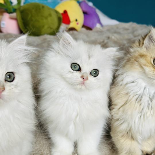 chaton British Longhair black silver shaded Booh Chatterie Montezuma Bay black silver shaded