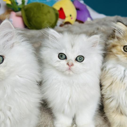 chaton British Longhair black silver shaded Booh Chatterie Montezuma Bay black silver shaded