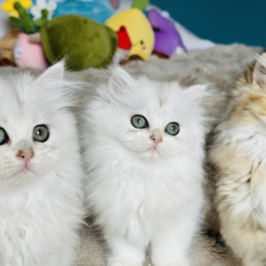 chaton British Longhair black silver shaded Booh Chatterie Montezuma Bay black silver shaded