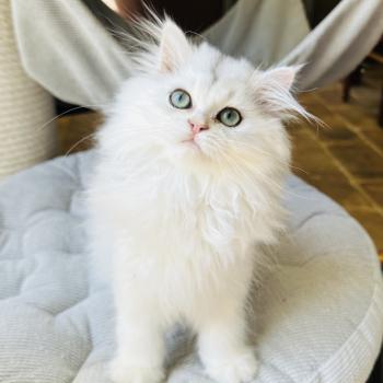 Montezuma Bay's Booh Mâle British Longhair