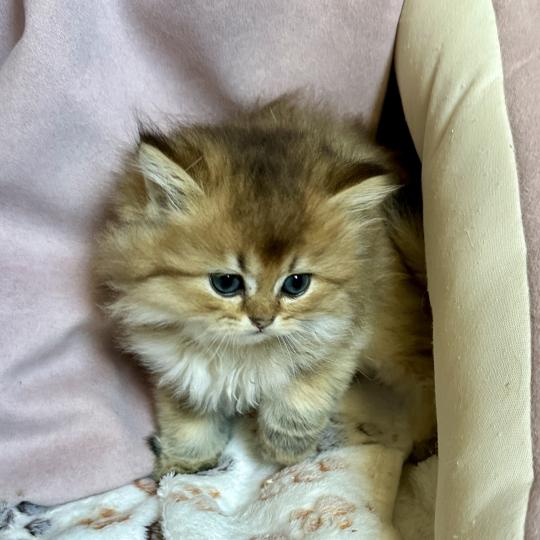 Montezuma Bay's Belinda Femelle British Longhair