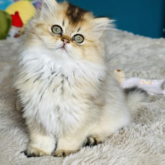 chaton British Longhair black golden shaded Belinda Chatterie Montezuma Bay black golden shaded