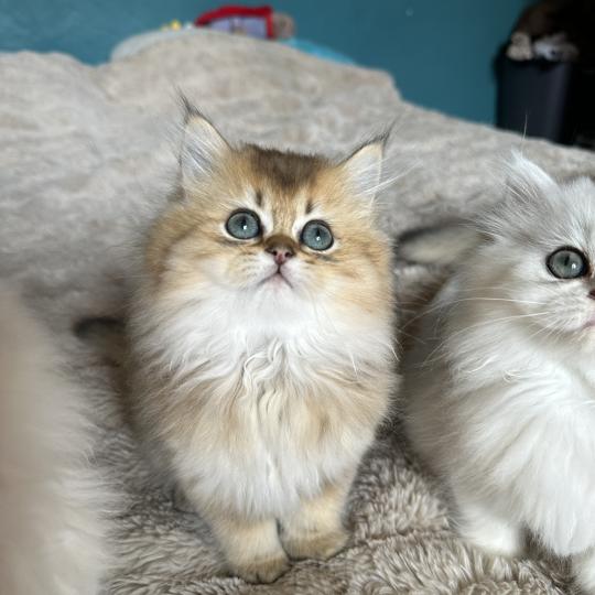 chaton British Longhair black golden shaded Belinda Chatterie Montezuma Bay black golden shaded