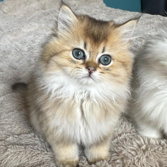 chaton British Longhair black golden shaded Belinda Chatterie Montezuma Bay black golden shaded