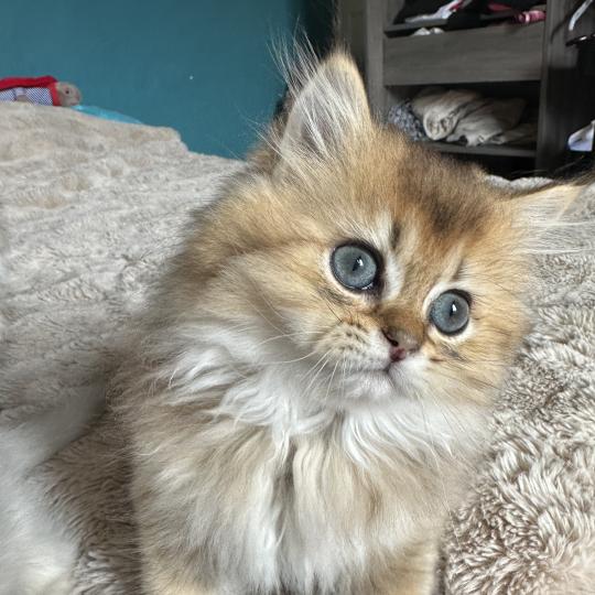 chaton British Longhair black golden shaded Belinda Chatterie Montezuma Bay black golden shaded