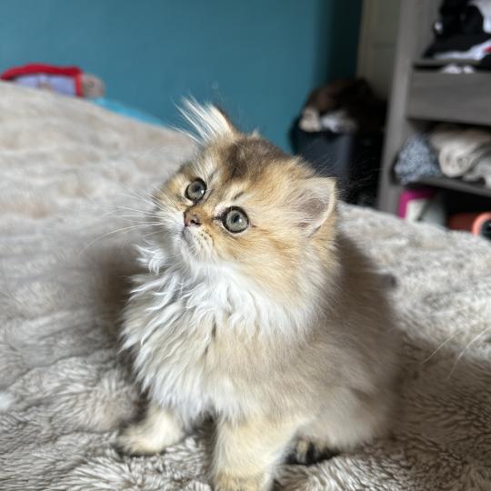 chaton British Longhair black golden shaded Belinda Chatterie Montezuma Bay black golden shaded