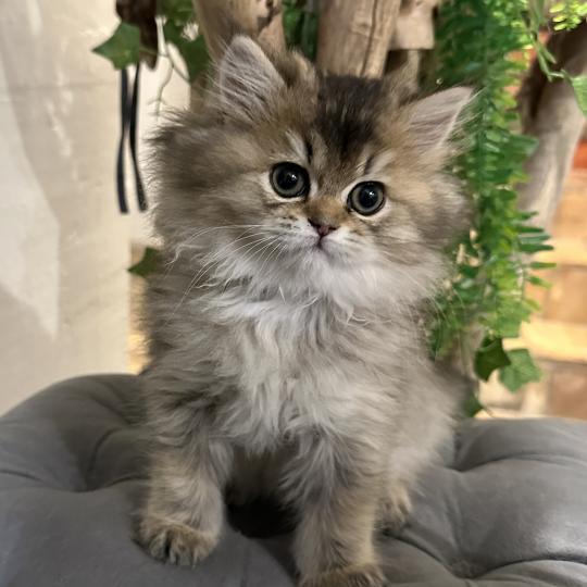 chaton British Longhair black golden shaded Betty Boop Chatterie Montezuma Bay black golden shaded