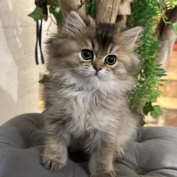 Montezuma Bay's Betty Boop Femelle British Longhair