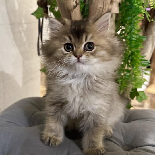 chaton British Longhair black golden shaded Betty Boop Chatterie Montezuma Bay black golden shaded