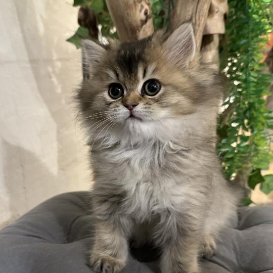 chaton British Longhair black golden shaded Betty Boop Chatterie Montezuma Bay black golden shaded